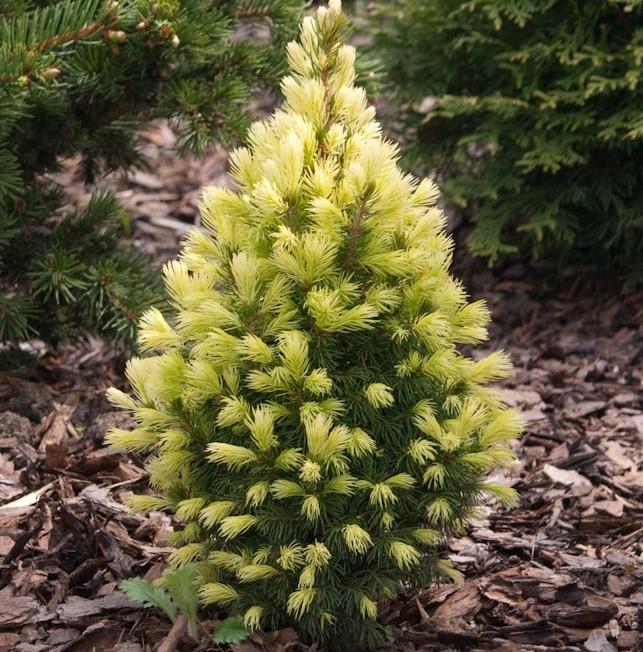 Саджанець ялини канадської Picea glauca Daisy's White Р9 (589843831) Саджанець ялини канадської Picea glauca Daisy's White Р9 (589843831)