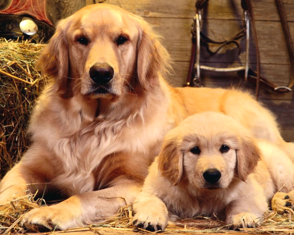 Алмазная мозаика Два лабрадора полная выкладка квадратных камней на подрамнике 40х50 см (AS 45402П)