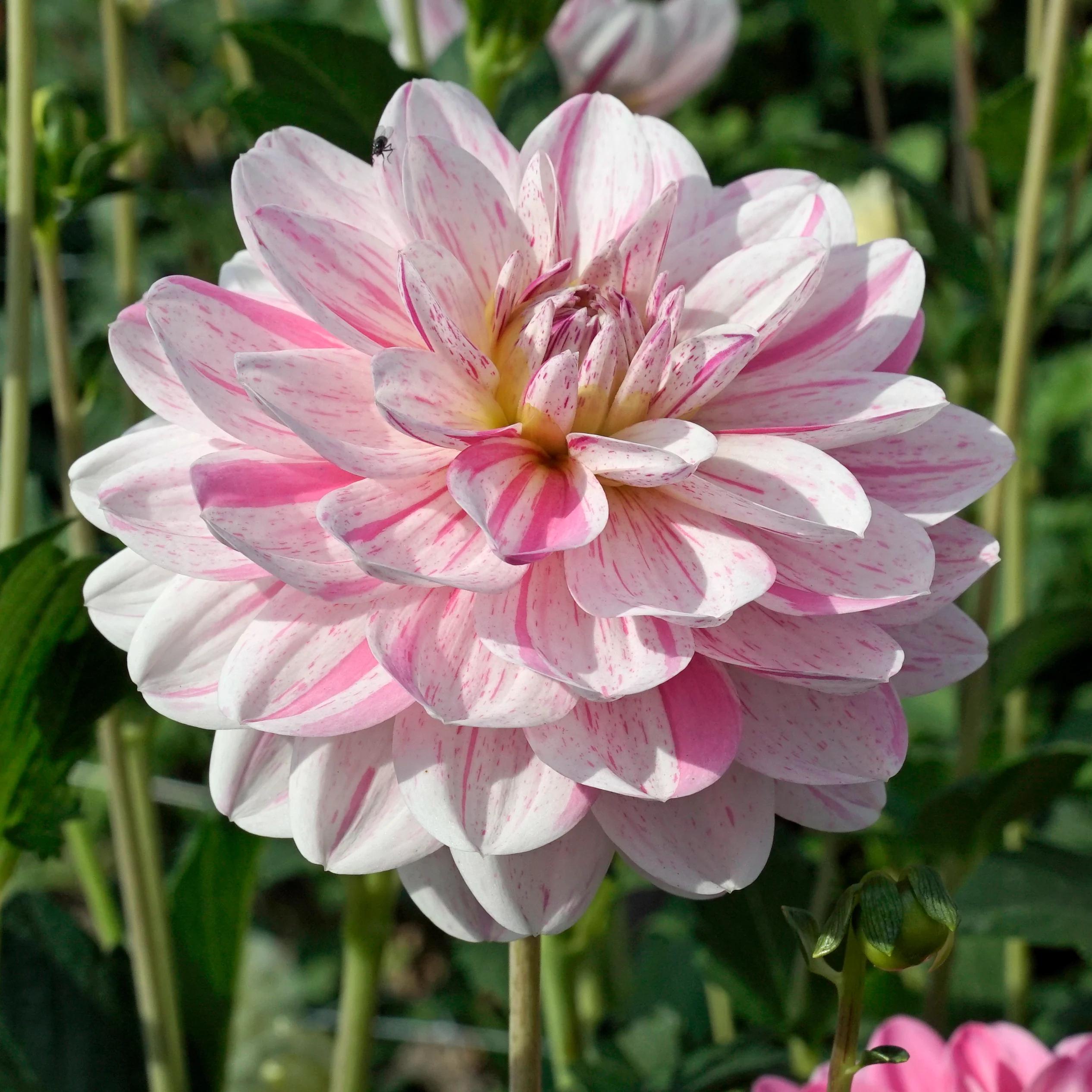 Георгина Бонеста Dahlia Bonesta 1 шт. (38290403)