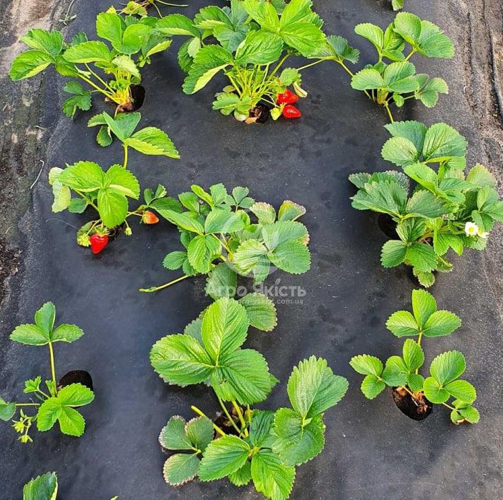 Агроволокно с перфорацией Shadow 50 г/м2 1,07x100 м 2 отверстия Черно-белый (27343186) - фото 4 Агроволокно с перфорацией Shadow 50 г/м2 1,07x100 м 2 отверстия Черно-белый (27343186) - фото 4