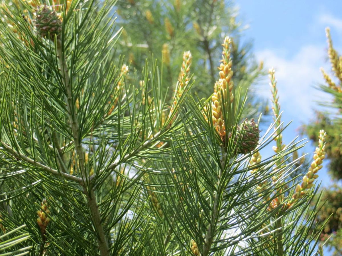 Семена Сосна Бунге Pinus bungeana белокорая кружевнокорая 10 шт.