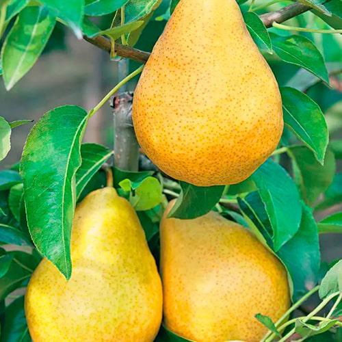 Сажанец Груша Роксолана зимний сорт/поздний срок созревания (178397) Сажанец Груша Роксолана зимний сорт/поздний срок созревания (178397)