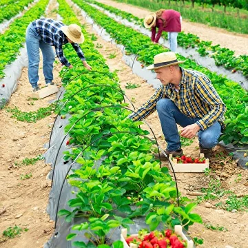 Каркас для теплицы из прочного стекловолокна 60х40 см 10 м (C00629-2) - фото 6 Каркас для теплицы из прочного стекловолокна 60х40 см 10 м (C00629-2) - фото 6