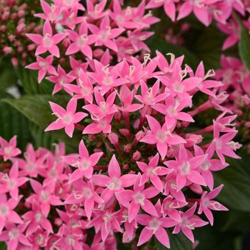 Семена цветов PanAmerican Пентас ланцетный LUCKY STAR DEEP PINK 25 шт. (BN08363-2)