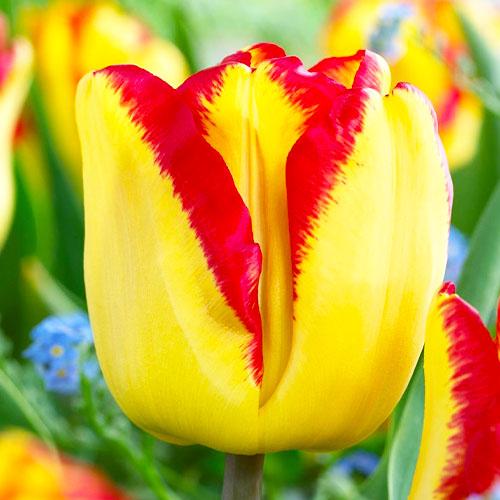 Тюльпан Florium Cape Town (5737)