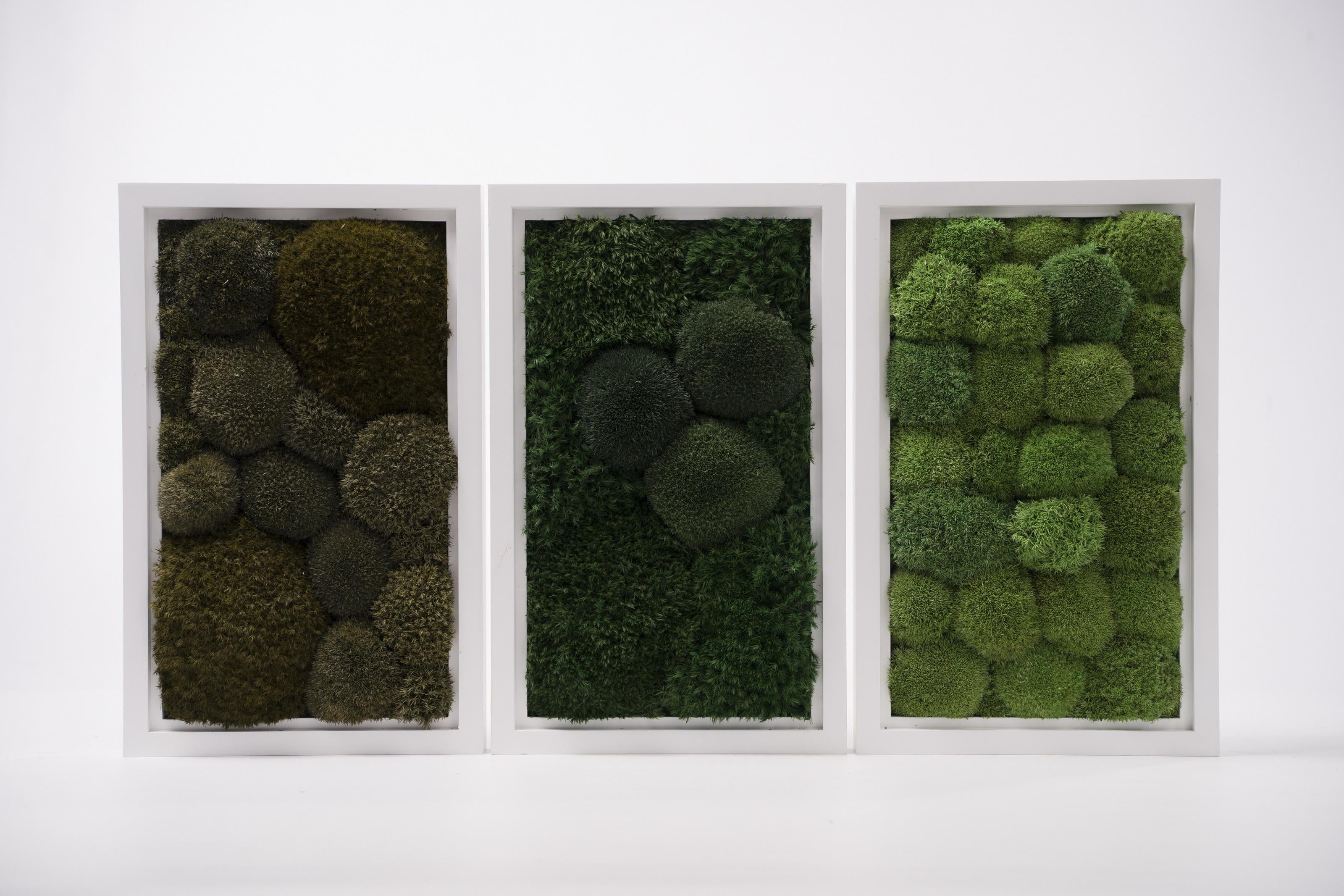 Картина из мха Organic Design Кочка 803 40x25 см (803-40-25) Картина из мха Organic Design Кочка 803 40x25 см (803-40-25)