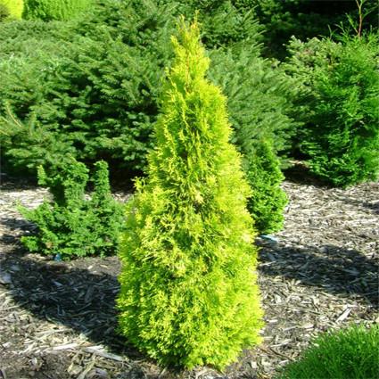 Саженец туи западной Thuja occidentalis Golden Smaragd Р9 (645202538)