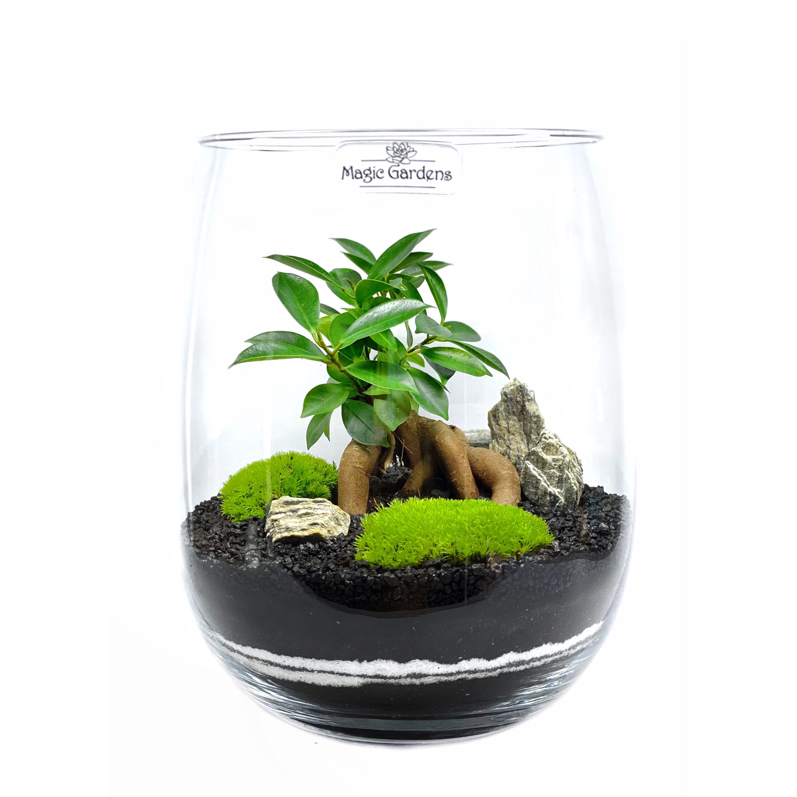 ᐉ Флорариум Magic Gardens с суккулентами и бонсаем 26 см (119)