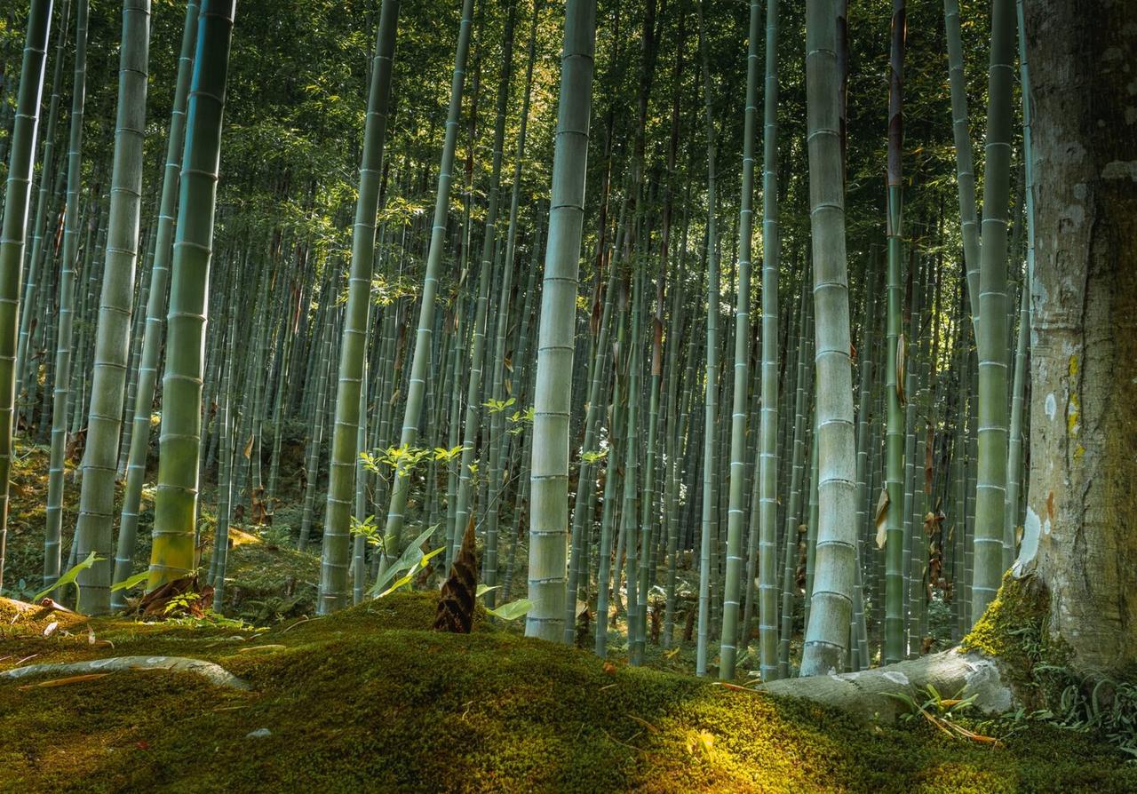 Семена Phyllostachys edulis Мосо Бамбук морозостойкий 10 шт. (2287113678) - фото 2