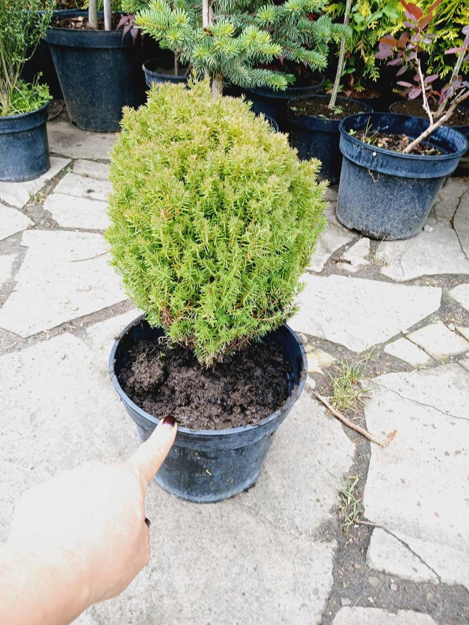 Туя западная Тедди С3 (2669487061) - фото 3