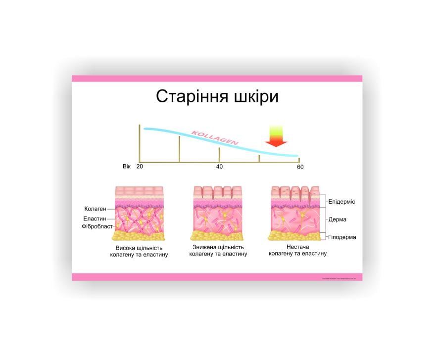 Плакат Vivay Старіння шкіри 60х40 см (25609397)