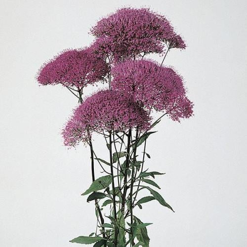 Семена цветов Kieft Seed Трахелиум LAKE MICHIGAN PURPLE 100 шт. (BN02719-3)