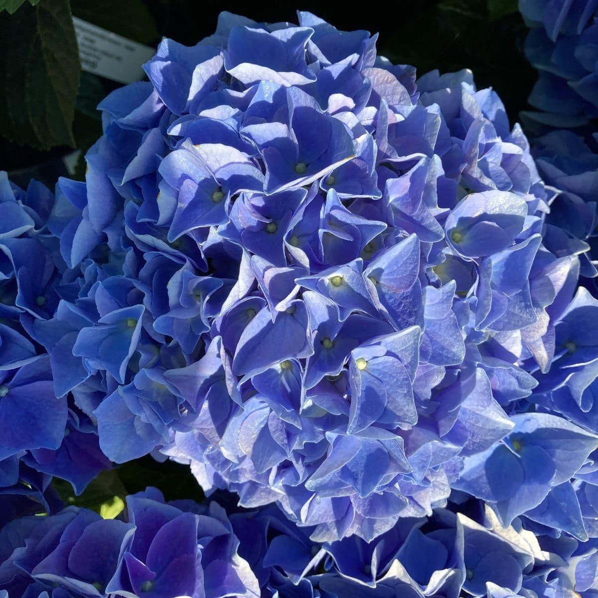 Гортензія крупнолиста Фаболо Блу Fabolo Blue 3 шт. (38295119)