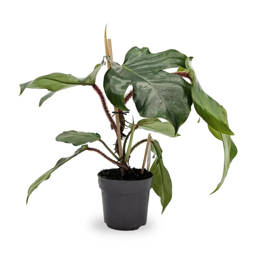 Филодендрон Сквамиферум (28446809) Филодендрон Сквамиферум (28446809)