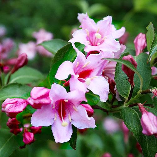 Вейгела Florium Pink Princess (4079)