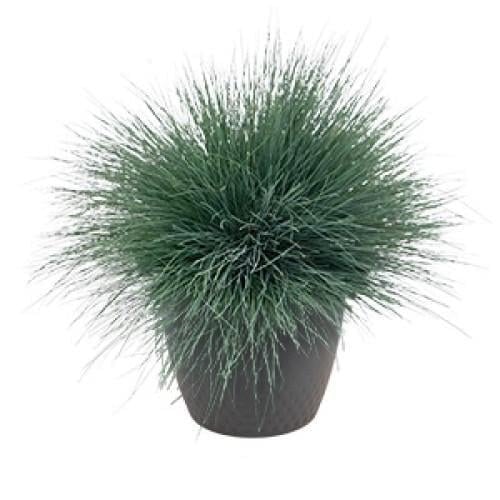 Семена цветов Булавоносец серый Spiky Benary 100 шт. (BN13222-3)