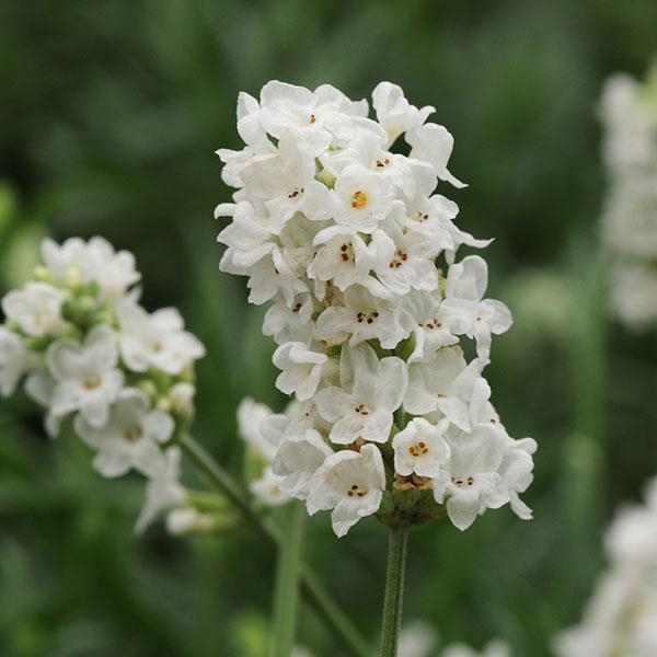 Лаванда узколистная Хидкот Уайт Hidcote 1 шт. White (38284726)