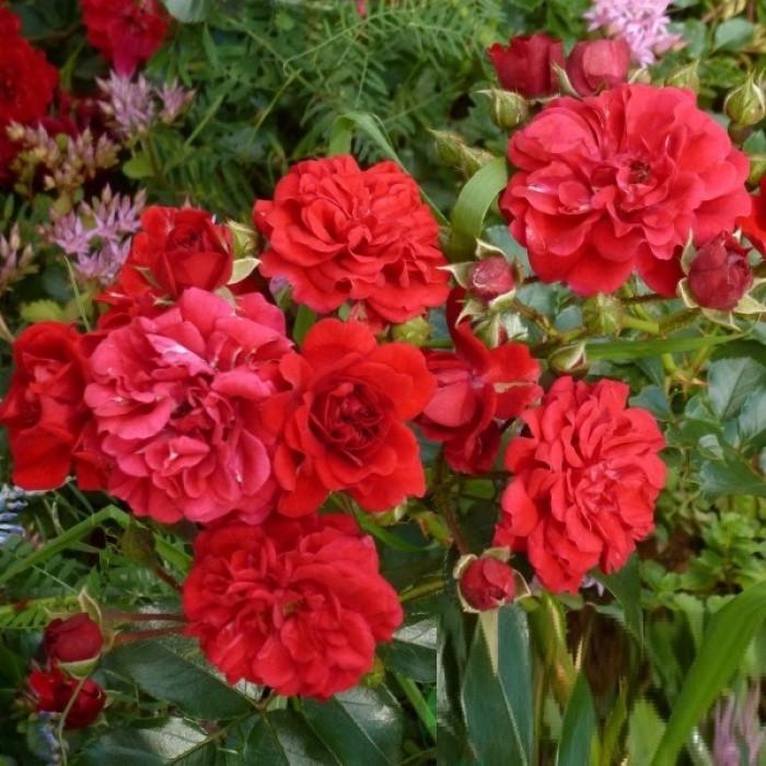 Роза Velet Hello Почвопокровная в контейнере (2558773424)