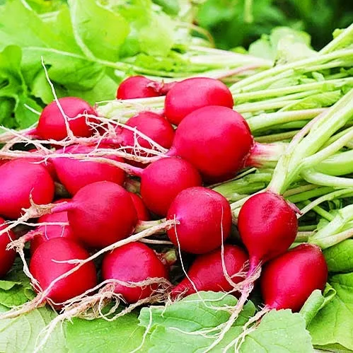 Семена Редис Рондил ТД Гекса-Украина 01-23-045 250 г (IR02154)