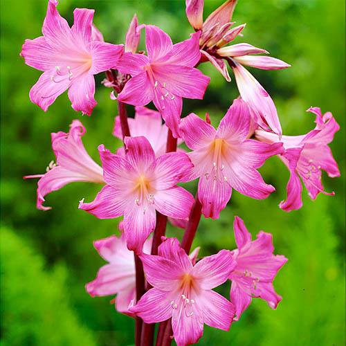 Амариліс Florium Belladonna (7408)