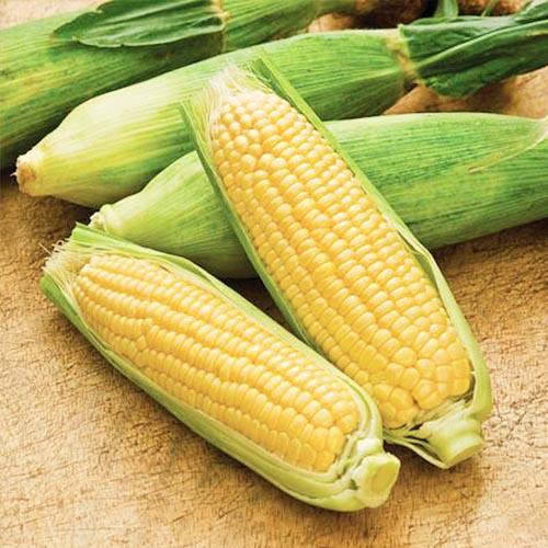 Семена Кукурудза Florium Юкон (17583)