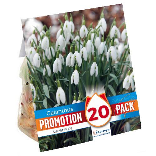 Промо-пак Подснежник Florium KAPITEYN Snowdrops (15384)