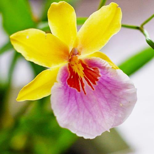 Орхидея Florium Miltonia Sunset (8263)