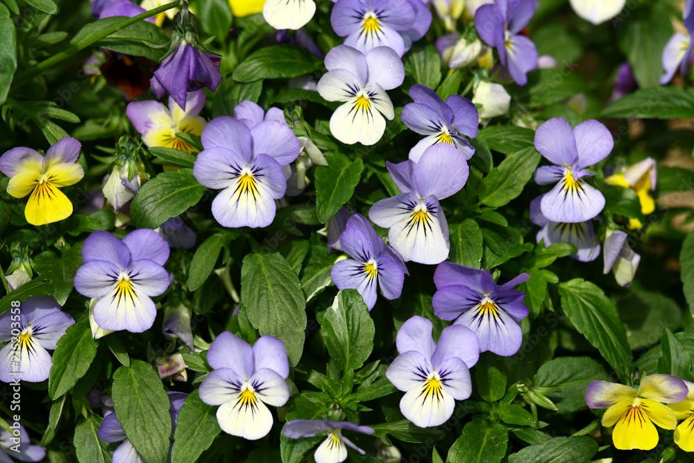 Семена Фиалка полевая Viola arvensis 10 шт./уп. - фото 2