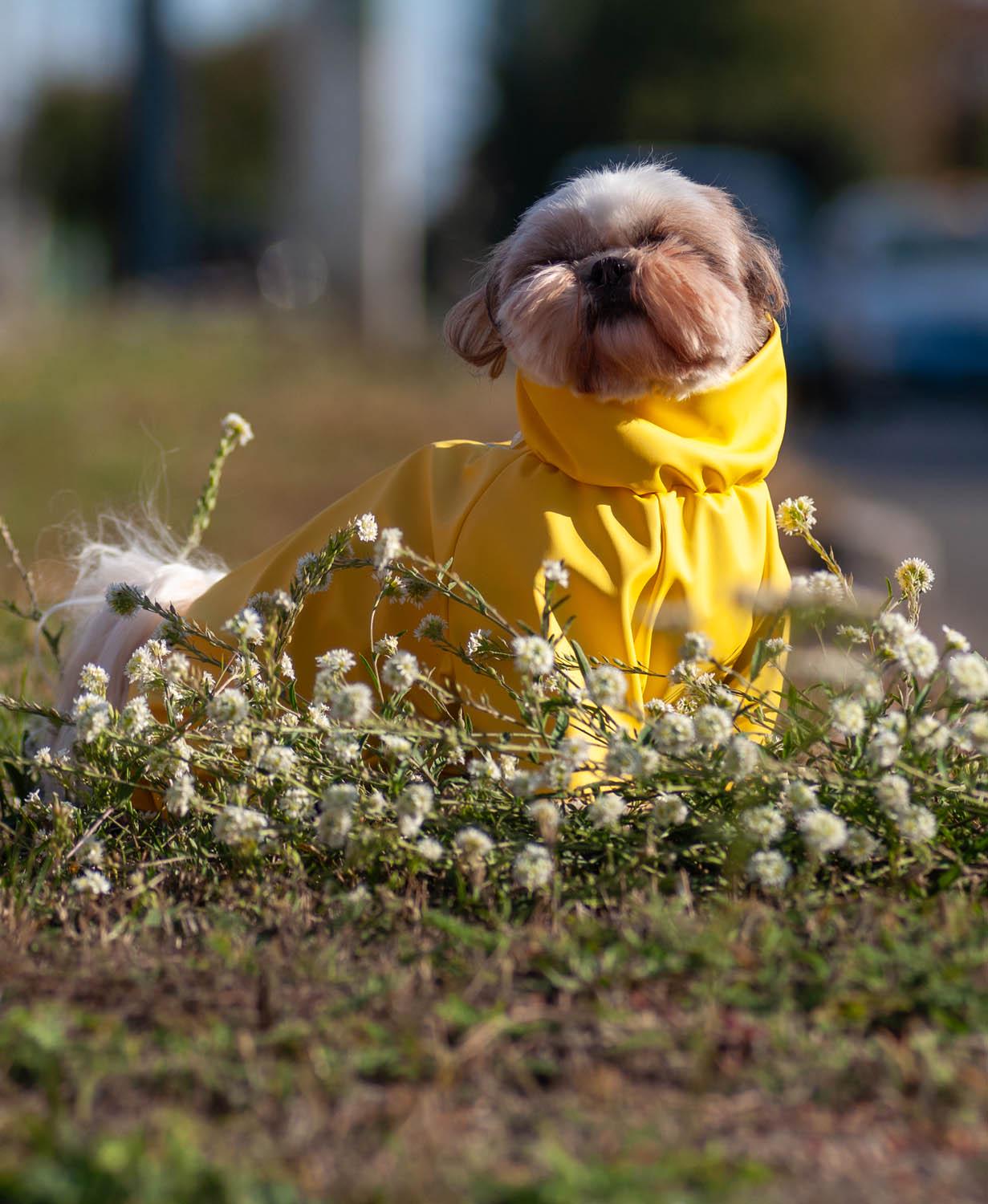 Дощовик для собак Waudog Clothes водонепроникний L55 Жовтий (19918) - фото 11 Дощовик для собак Waudog Clothes водонепроникний L55 Жовтий (19918) - фото 11