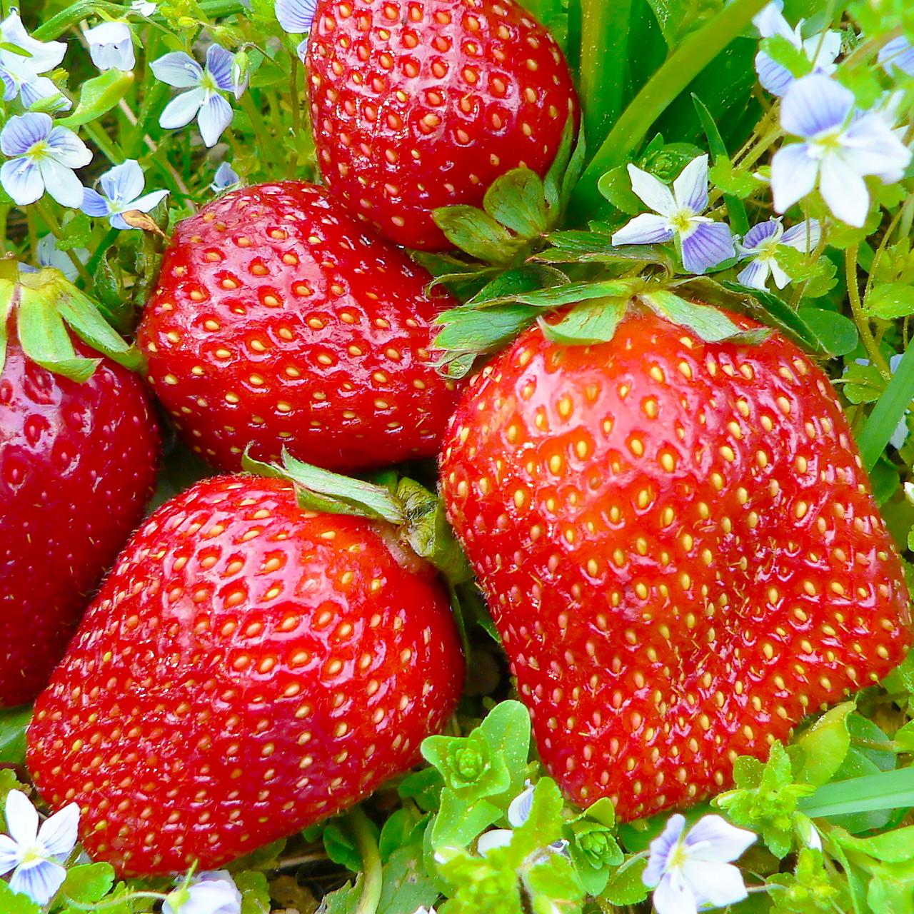 Саженец клубники Gigantella Maxim средне-поздняя крупноплодная сочная (1455224101)