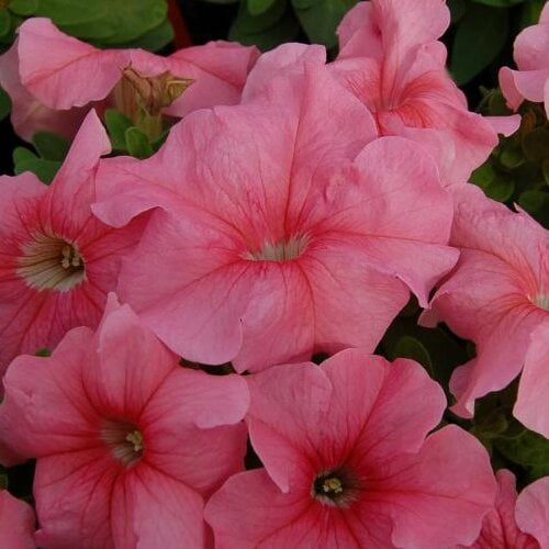 Семена цветов Hem Genetics Петуния крупноцветковая Limbo GP Peach Light Salmon 1000 шт. (BN09364)