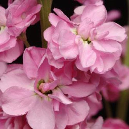 Семена цветов Левкой поле срез COLUMN ROSE Pink (BN01557-2)