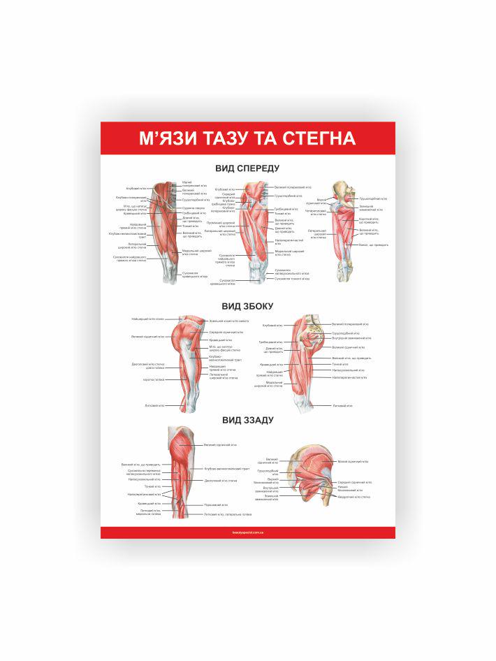 Плакат Vivay Мышцы таза и бедра 118х84 см (25670410)
