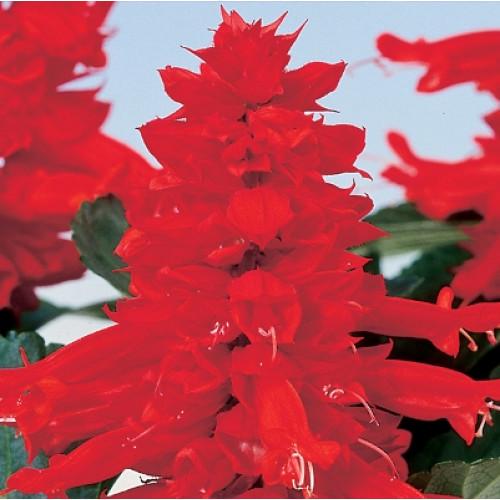 Насіння квітів Hem Genetics Сальвія блискуча Reddy bright red 500 шт. (BN11308-2)
