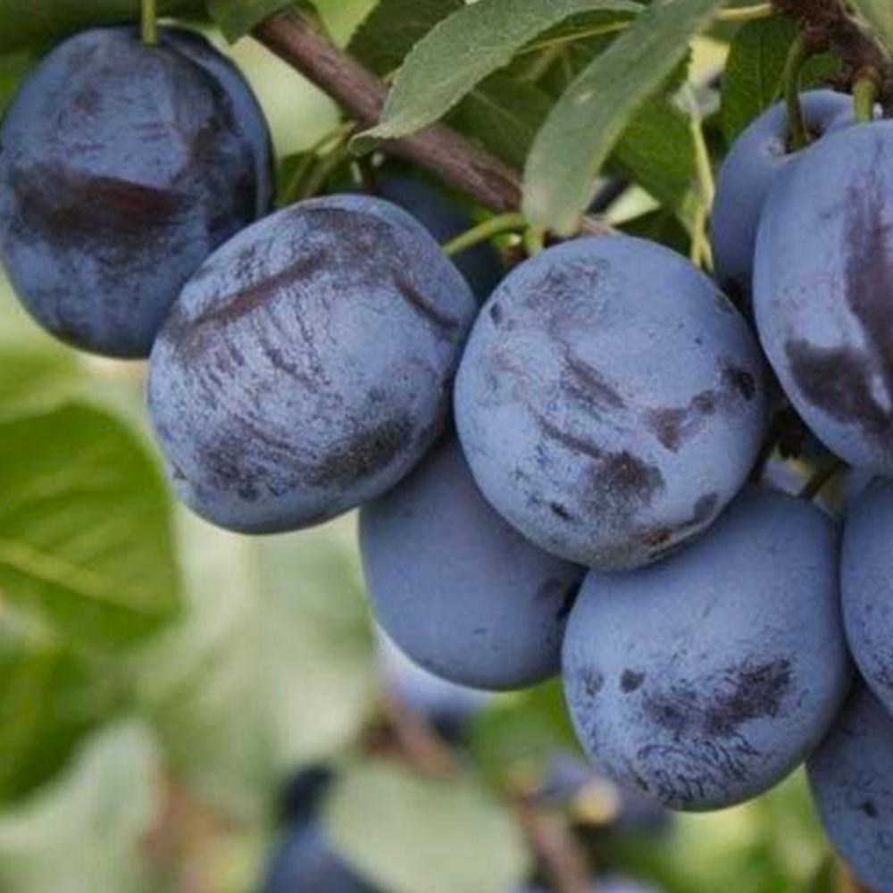 Саженец сливы Найболия 2 летний (14965907)