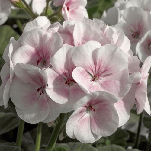 Семена цветов Пеларгония садовая Maverick Appleblossom Syngenta 50 шт. (BN01633-3)