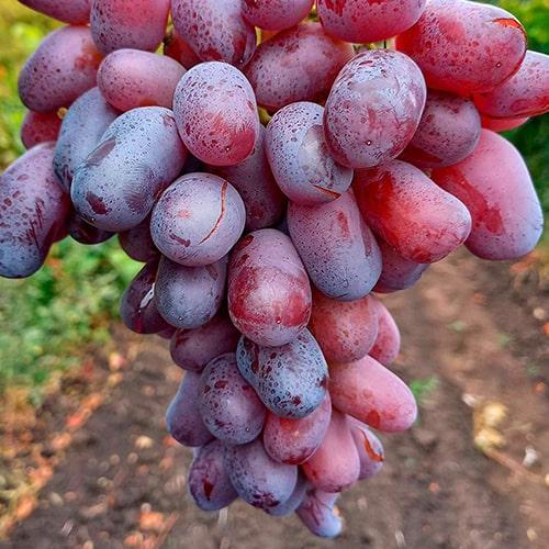 Саджанець Виноград Різамат ранньо-середній термін дозрівання високоврожайний сорт (20053)