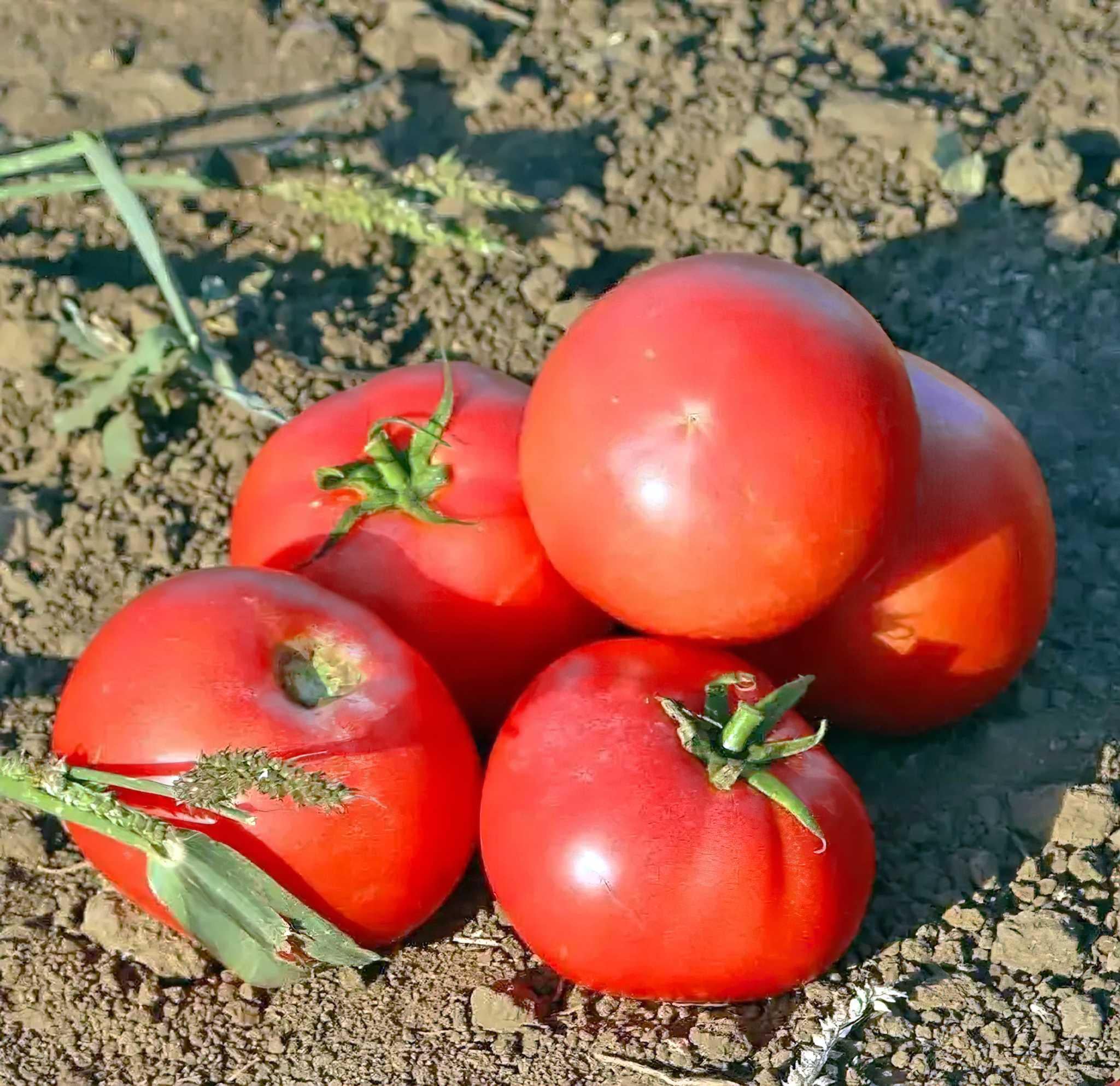 Семена томата Йолнар F1 10 шт. (38291216)