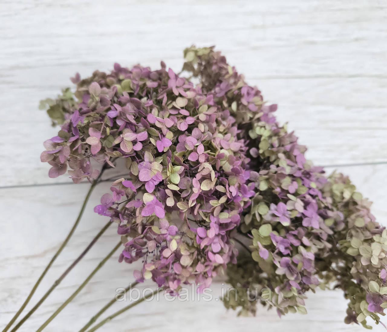 Сухоцвіти квіти гортензії 3-4 шт. Фіолетовий (2702917611) - фото 2