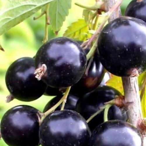 Сажанець Смородина чорна Ювілейна Копаня середньо-пізній термін дозрівання (17545)