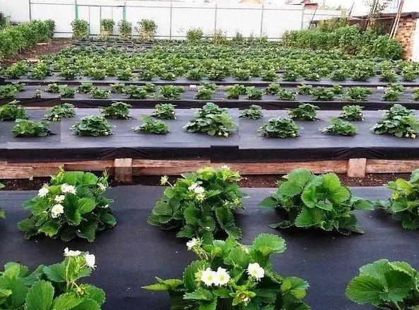 Агроволокно від бур'янів Shadow в рулоні 50 г/м² 3,2х100 м Чорний (iz16384) - фото 2