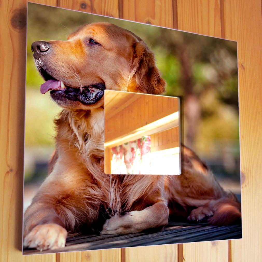 Зеркало декоративное Золотой ретривер 260х260 мм (M03738)