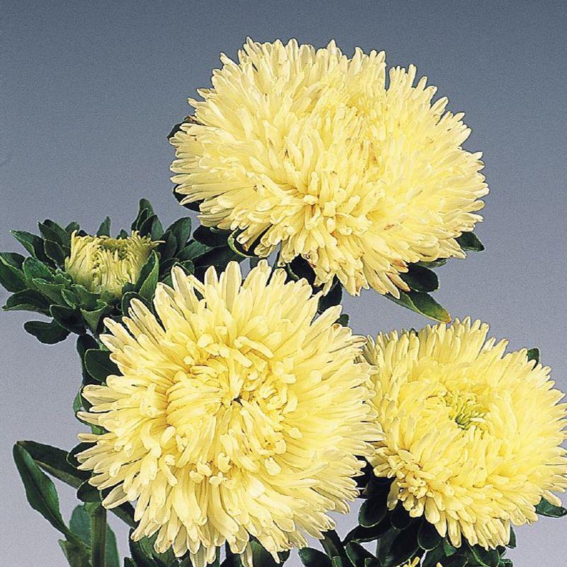 Семена Астра Florium высокорослая Пионен Шамоис Турм (16879)