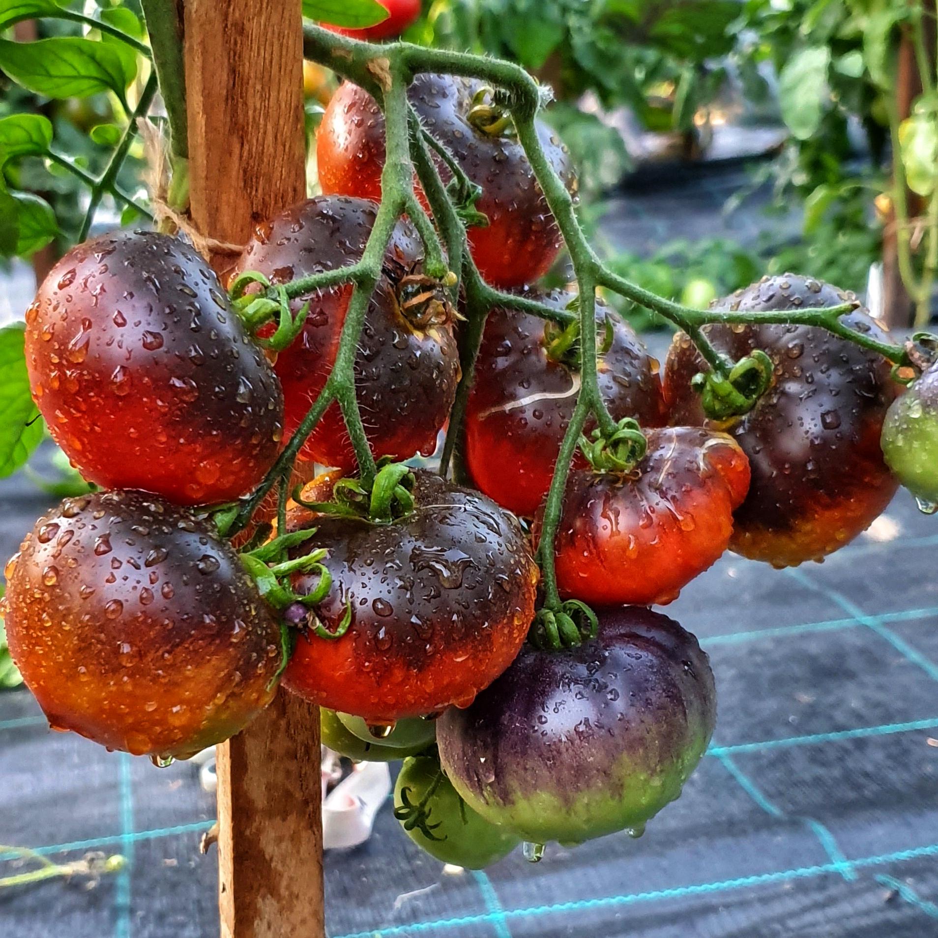 Насіння томату Індіго яблуко Indigo Apple 5 шт./5 пак (38293182)