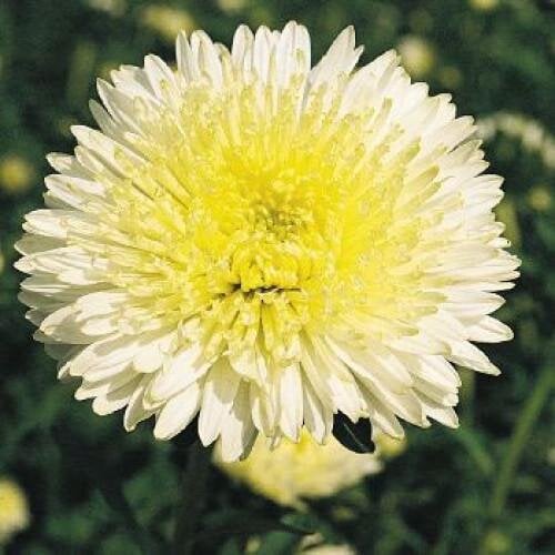 Насіння квітів Айстра Benarys Princess Yellow Benary 100 шт. (BN00507-3)