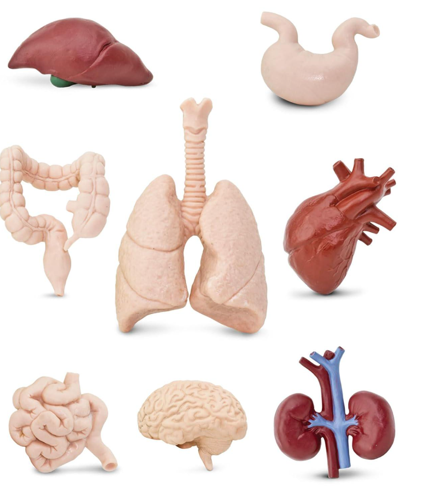 Набор фигурок Safari Ltd Система органов человека в тубусе (23059299)