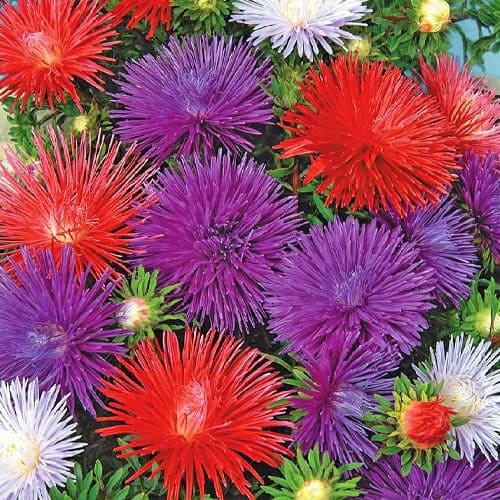 Семена Астра Florium Игольчатая смесь 3г (18911) Семена Астра Florium Игольчатая смесь 3г (18911)