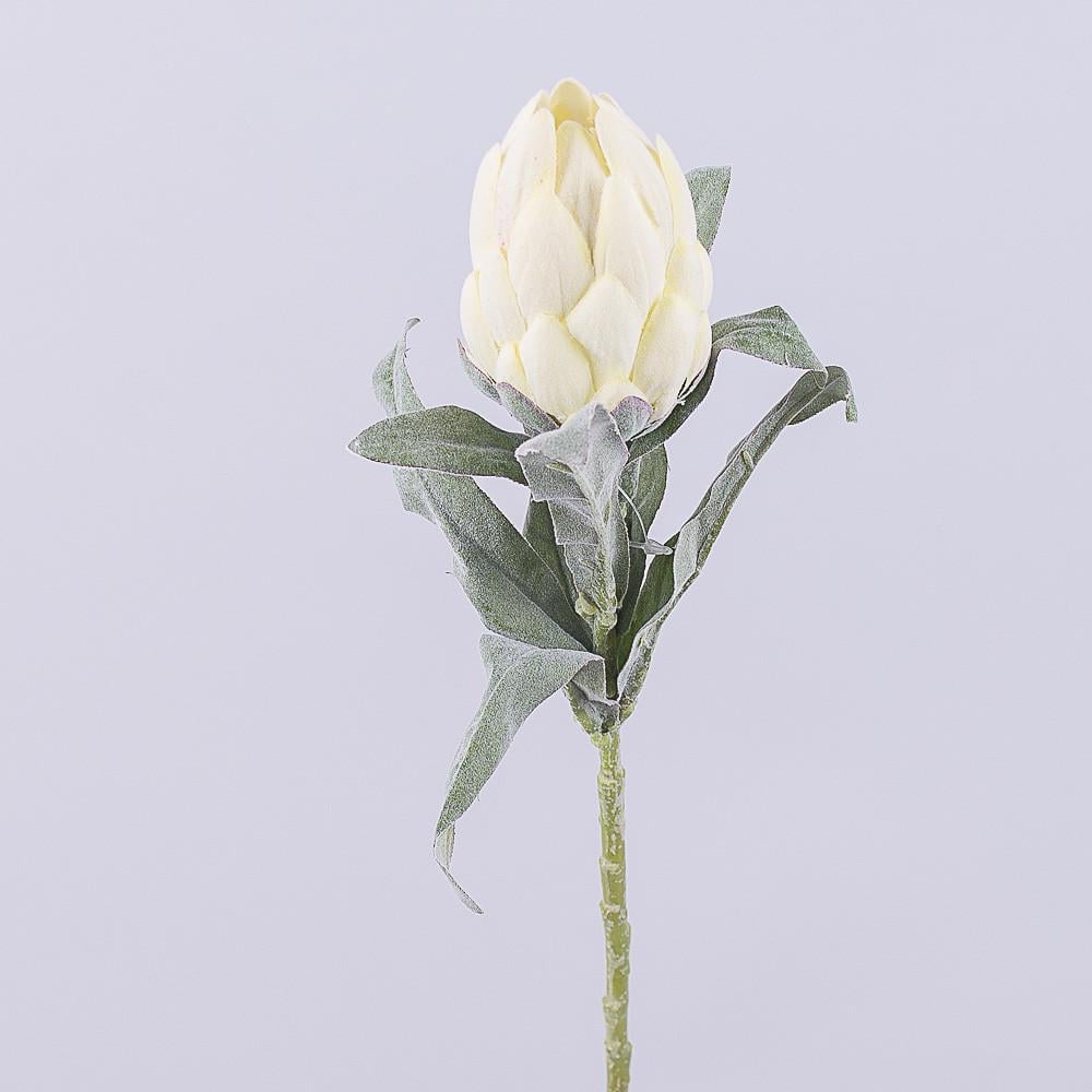 Протея молочная