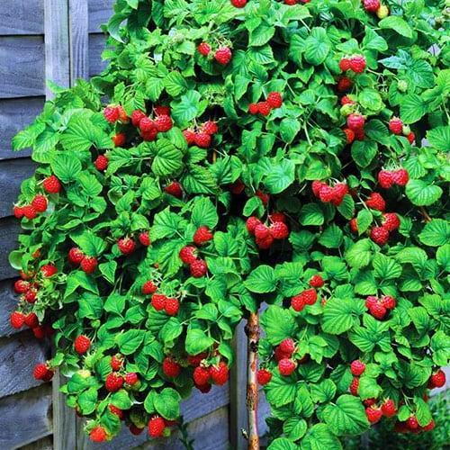 Саджанець Малинове дерево Атлант один із найкращих сортів у світі! (46065)