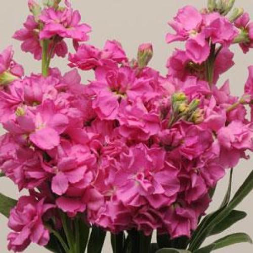 Семена цветов Левкой KATZ ROSE BRIGHT PanAmerican 50 шт. (BN01536-3)